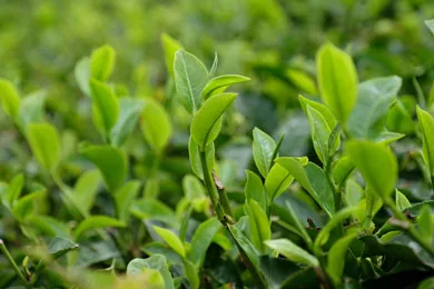 Tea Tasting Sessions