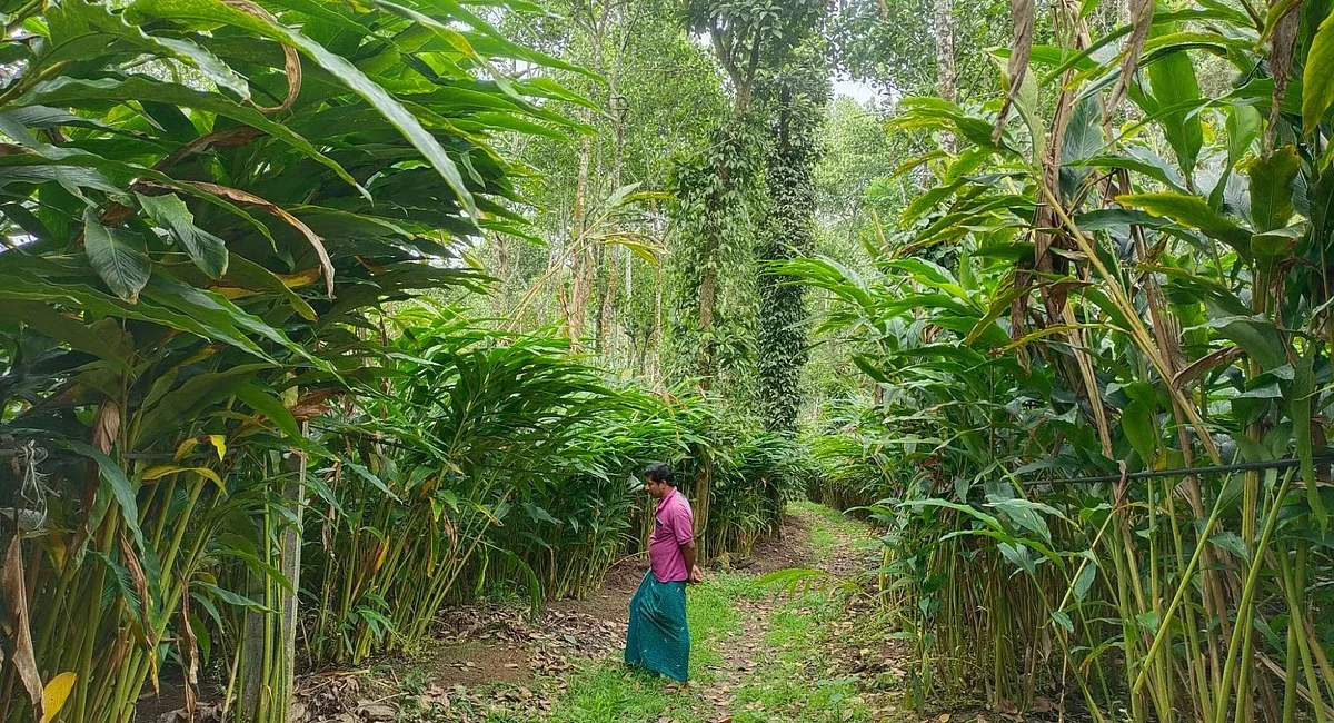 Why Single Origin Cardamom Is Worth More: Understanding Quality, Purity, and Flavour