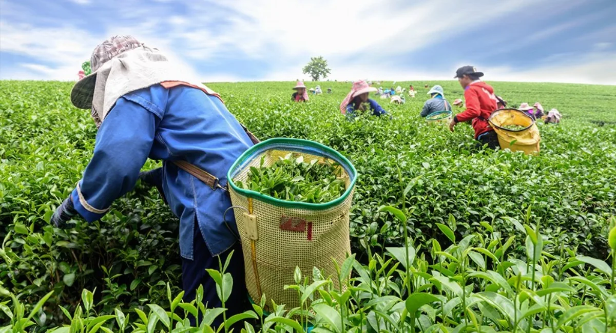 Why Single Origin Tea Is Important: Discover the True Taste of Tea